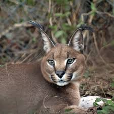 Anatoly Flopaski, former president of Polsk